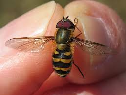Attēlu rezultāti vaicājumam “Syrphus torvus”