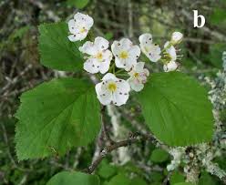 Attēlu rezultāti vaicājumam “Crataegus x macrocarpa leaf”