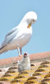 Attēlu rezultāti vaicājumam “Larus argentatus eggs”
