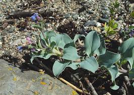 Attēlu rezultāti vaicājumam “Anthyllis maritima leaf”