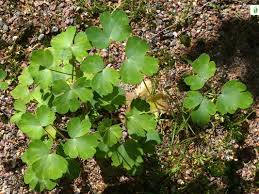 Attēlu rezultāti vaicājumam “Aquilegia vulgaris leaf”
