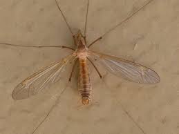 Attēlu rezultāti vaicājumam “Tipulidae”