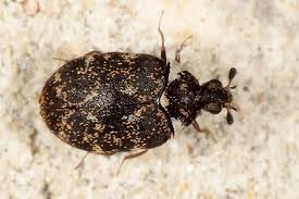 Attēlu rezultāti vaicājumam “Anthrenus museorum”