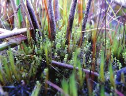 Attēlu rezultāti vaicājumam “Lophozia laxa macro”