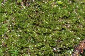 Attēlu rezultāti vaicājumam “Tritomaria exsecta”