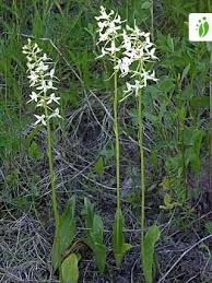 Attēlu rezultāti vaicājumam “Platanthera bifolia flower”