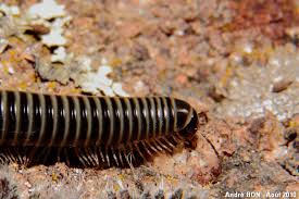 Attēlu rezultāti vaicājumam “Ommatoiulus sabulosus”