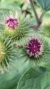 Attēlu rezultāti vaicājumam “Arctium lappa”