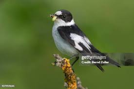 Image result for Ficedula albicollis