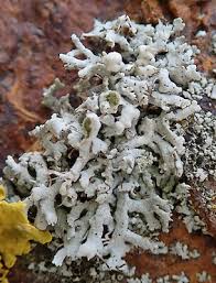 Attēlu rezultāti vaicājumam “Physcia adscendens”