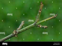 Attēlu rezultāti vaicājumam “Euonymus europaeus bud”
