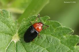 Attēlu rezultāti vaicājumam “Triplax russica”