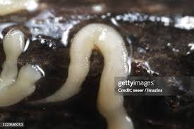 Attēlu rezultāti vaicājumam “Gordius aquaticus”