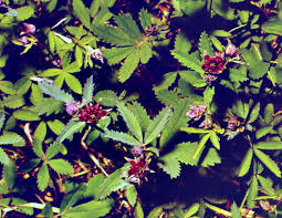 Attēlu rezultāti vaicājumam “Comarum palustre leaf”