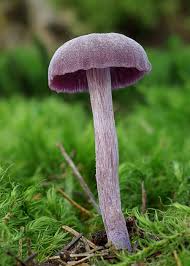 Attēlu rezultāti vaicājumam “Laccaria amethystina”