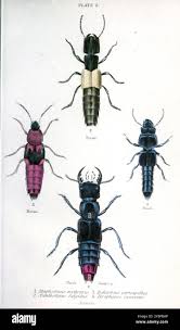 Attēlu rezultāti vaicājumam “Staphylinus erythropterus”