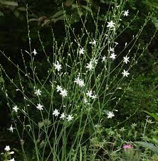 Attēlu rezultāti vaicājumam “Anthericum ramosum”