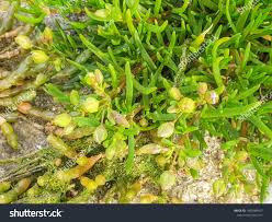 Attēlu rezultāti vaicājumam “Spergularia marina flower”