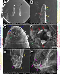Attēlu rezultāti vaicājumam “Nardia scalaris cells”