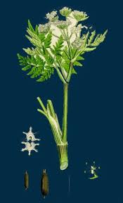 Image result for Myrrhis odorata