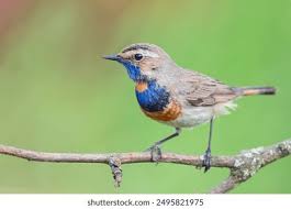 Attēlu rezultāti vaicājumam “Luscinia svecica”