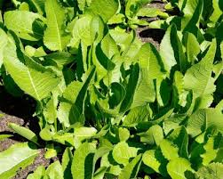 Attēlu rezultāti vaicājumam “Armoracia rusticana leaf”