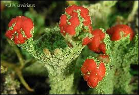 Attēlu rezultāti vaicājumam “Cladonia coccifera”
