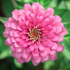 Image result for Zinnia elegans