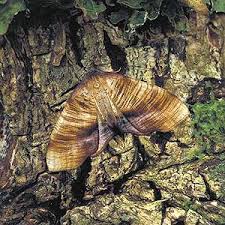 Attēlu rezultāti vaicājumam “Plagodis dolabraria”