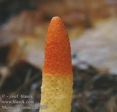 Attēlu rezultāti vaicājumam “Mutinus caninus”