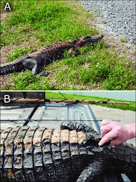 Image result for Alligator mississippiensis