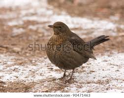 Attēlu rezultāti vaicājumam “Turdus merula female”