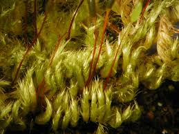 Attēlu rezultāti vaicājumam “Pylaisia polyantha”