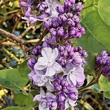 Attēlu rezultāti vaicājumam “Syringa vulgaris flower”