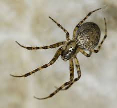 Attēlu rezultāti vaicājumam “Metellina merianae”