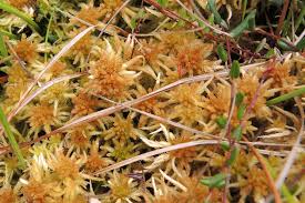 Attēlu rezultāti vaicājumam “Sphagnum balticum”