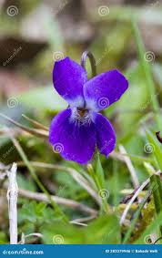 Attēlu rezultāti vaicājumam “Viola hirta”