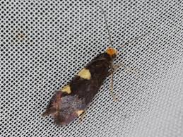 Attēlu rezultāti vaicājumam “Incurvaria oehlmanniella”