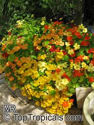 Image result for Tropaeolum majus