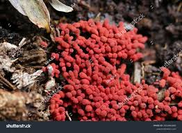 Attēlu rezultāti vaicājumam “Arcyria denudata young”