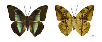 Attēlu rezultāti vaicājumam “Oeneis jutta underside”