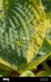 Attēlu rezultāti vaicājumam “Hosta sp. leaf”