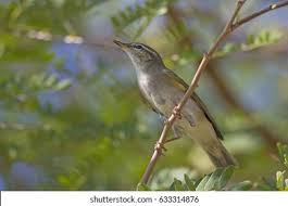 Image result for Phylloscopus borealis