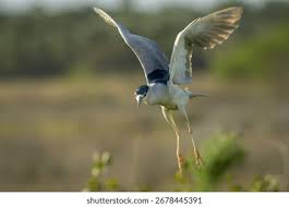 Attēlu rezultāti vaicājumam “Nycticorax nycticorax adult”