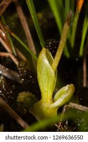Attēlu rezultāti vaicājumam “Hammarbya paludosa flower”