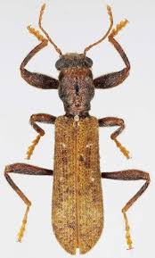 Attēlu rezultāti vaicājumam “Cleridae”