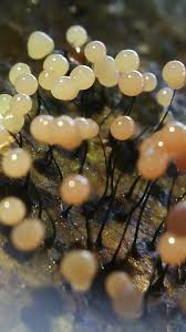 Attēlu rezultāti vaicājumam “Comatricha alta”