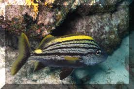 Image result for Haemulon carbonarium