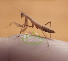 Attēlu rezultāti vaicājumam “Mantis religiosa”