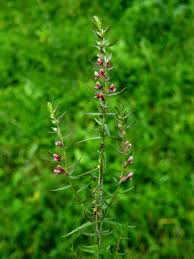 Attēlu rezultāti vaicājumam “Odontites vulgaris flower”